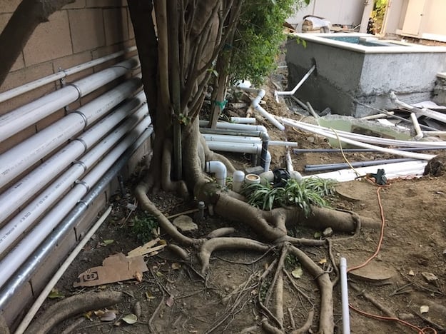 ficus roots growing near pool