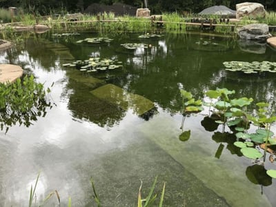 Natural_Pool_Ecosystem_Filter