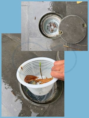 Skimmer blog 2