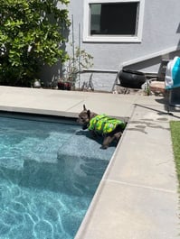 Dogs Vertical Blog Visual-1
