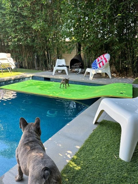 Making Your Pool Dog-Friendly: Safety, Materials, and Maintenance Tips