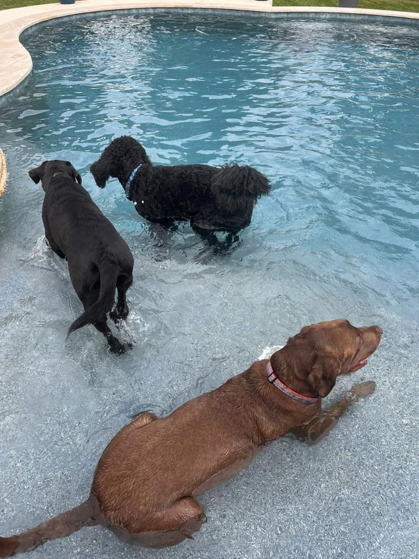 Making Your Pool Dog-Friendly: Safety, Materials, and Maintenance Tips