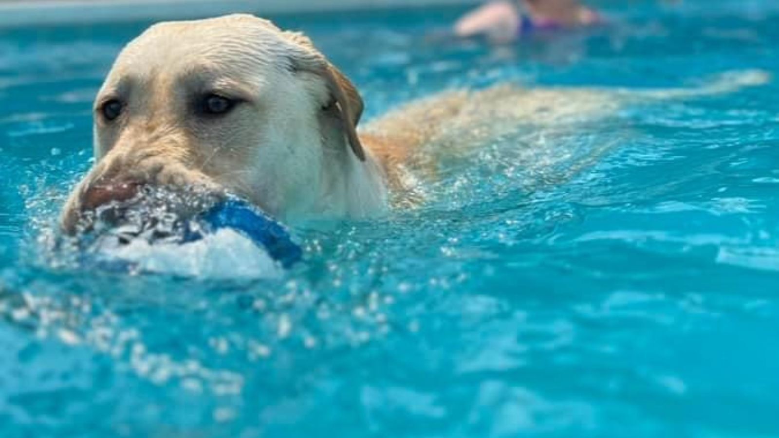 Swimming Pools and Dogs: Best Practices for Safety, Design, and Cleanliness