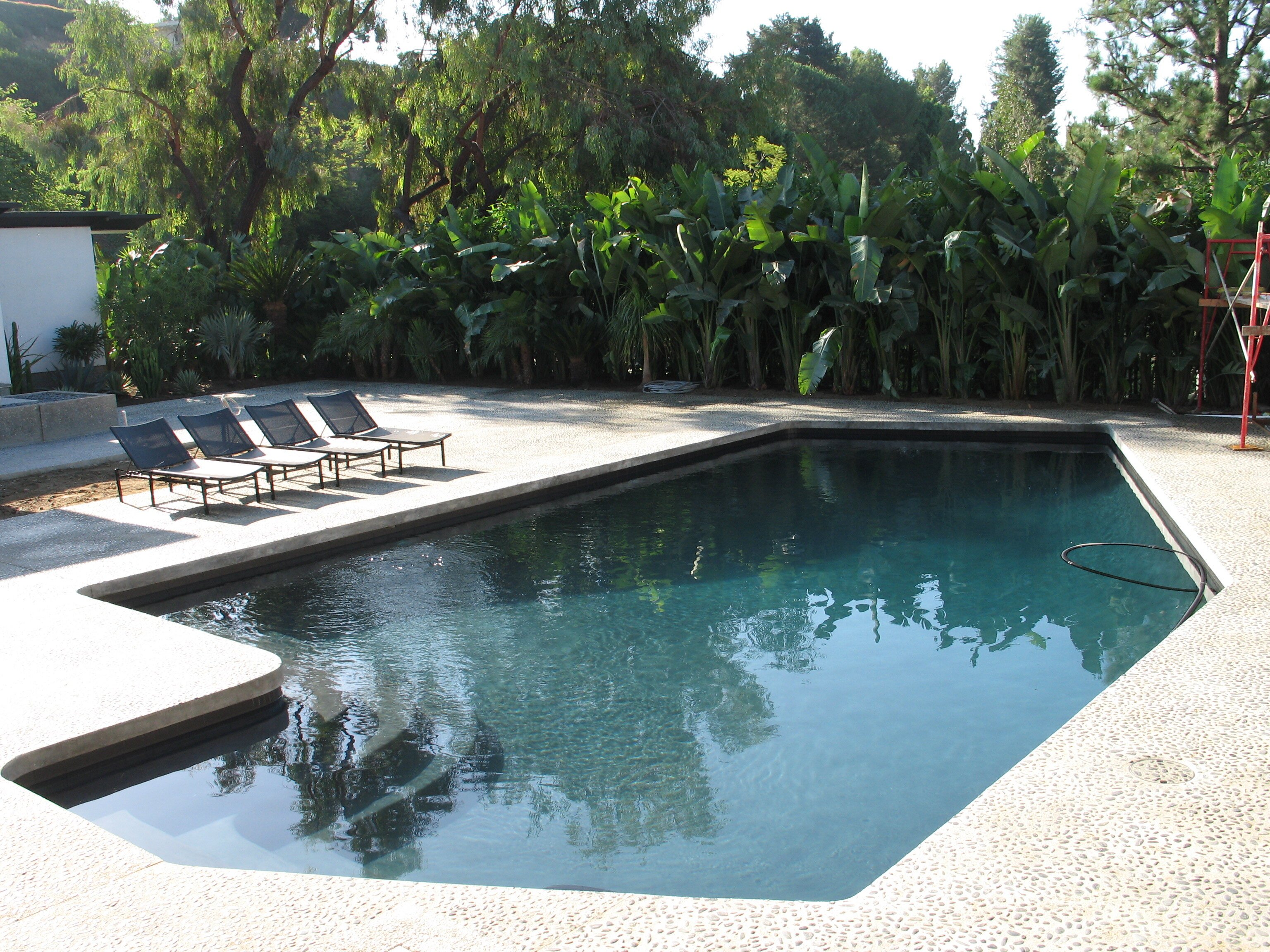 Best and Worst Trees to Plant Near Your Pool